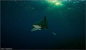 Good Morning!
Red Sea. Small Brother. Longimanus shark. by Dmitry Vinogradov 
